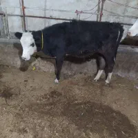 فروش گوساله ماده