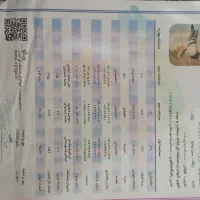 کبوتر سبز پلاکی نشسته|پرنده|بوشهر, |دیوار