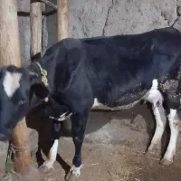 دو تا گاو هلشتاین آمیخته