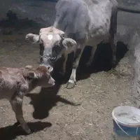 گاووگوساله