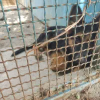 گم شدن سگ|حیوانات|اشتهارد, |دیوار