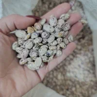 لوبیا|عمده‌فروشی|رشت, کوی امام رضا|دیوار