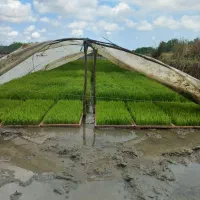 توم هاشمی گرم سورتینگ شده