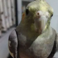 عروس هلندیم گمشده|پرنده|همدان, |دیوار