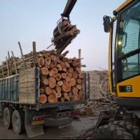 خریدار درخت و هرس درختان