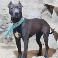 سگ پیت بول توله این عکس مادرش