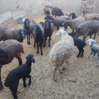 بره و بزغاله شیری میش بره دار چپش بز بزغاله دار|حیوانات مزرعه|قم, شهر قائم|دیوار