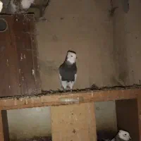 کبوتر رنگه|پرنده|تربت‌حیدریه, شهید بهشتی|دیوار