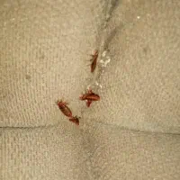 سمپاشی تضمینی ساس سوسک کنه۱۰۰٪(رسالت پنچتن گلشهر )|خدمات نظافت|مشهد, طلاب|دیوار