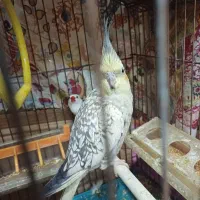 عروس هلندی ماده مست