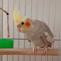 جوجه عروس هلندی