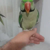 شاه طوطی نر فوق العاده رام ودستی