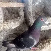 کبوتر دوبر