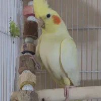 عروس هلندی ماده زعفرونی آماده اماده با قفس