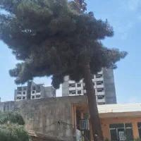 خرید چوب خریدار چوب تخته تنه درخت اره کاری|خدمات باغبانی و درختکاری|مشهد, بهاران|دیوار