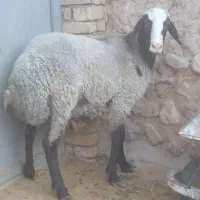 بره نروماده