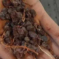 کشمش و بادوم درجه یک