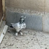 کلدمسیاه کاکولی چاقچول