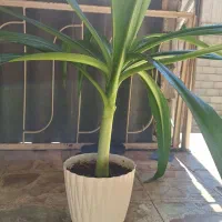 گل برگ ذرتی