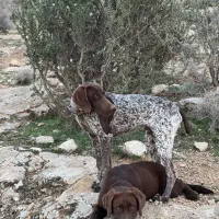 سگ پوینتر شکاری