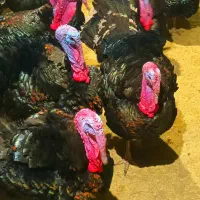 بوقلمون برنز