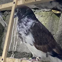 فروش فوری کبوتر کفتر زیر قیمت