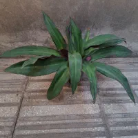 گل و گیاه طبیعی|گل و گیاه طبیعی|الوند, |دیوار