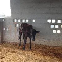 گوساله ماده با دوتا میش|حیوانات مزرعه|عسلویه, |دیوار