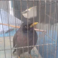 فروش  پرنده   .  مرغ مینا    دستی|پرنده|تهران, جوانمردان (اندیشه)|دیوار