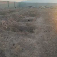 26راس میش ترکی و قلمه آبستن گلون عتیقه