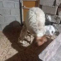 گوسفند بره دوقلو زا همگی شک‌ و کوه اول بره|حیوانات مزرعه|دهلران, |دیوار