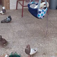 16عدد کفتر|پرنده|اردکان, |دیوار