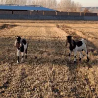 دو راس بزغاله نر