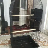 قفس بزرگ عروس هلندی