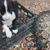 سگ پاکوتاه|سگ|یزد, |دیوار