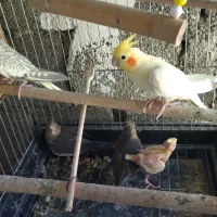 فروش عروس هلندی با 3جوجه