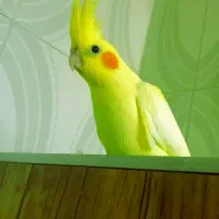 جوجه عروس هلندی لوتینوزعفرونی دوکت وتک خال