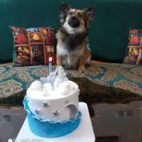 سگ گمشده مژدگانی ۵ میلیون تومن