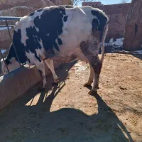 گاوسیمیتال آبستن