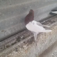 دوتا کبوتر|پرنده|قزوین, |دیوار