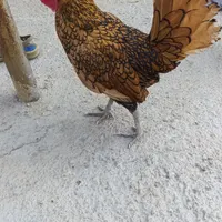 مرغوخروس نیمچه 4ماهه بالغ پولک منظم فوقلاده|حیوانات مزرعه|کرمانشاه, |دیوار
