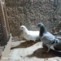 یک جفت دو رگ جفتگاه|پرنده|سبزوار, عظیمیان|دیوار