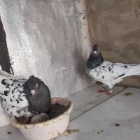 کبوتر کله سیاه|پرنده|گنبد کاووس, |دیوار