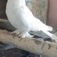 کبوترپرنقش
