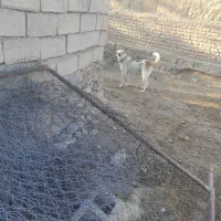 سگ گله|سگ|چناران, |دیوار