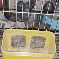 کبوتر خاص پر پرشی بازکن ملقی بابهدجوجه گیری|پرنده|بروجن, |دیوار