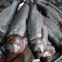 ماهی چاه نیمه