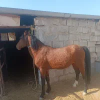 اسب کرد خالص|اسب و تجهیزات اسب‌سواری|الیگودرز, |دیوار