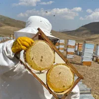 آیا تا به حال عسل واقعا طبیعی میل نموده اید