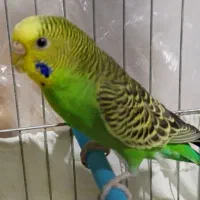 مرغ عشق